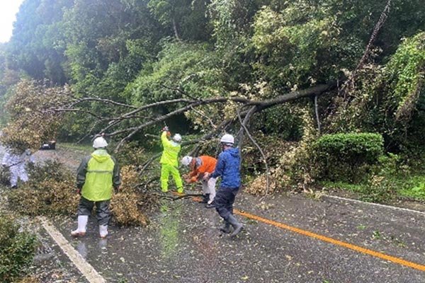 国道327号　倒木撤去