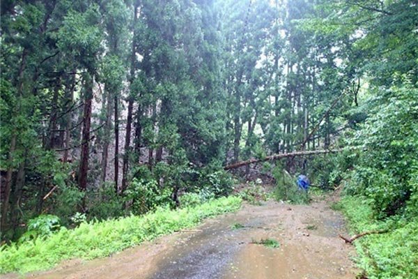 町道熊の岱・素波里線（土砂災害）道路に流入した立木と土砂